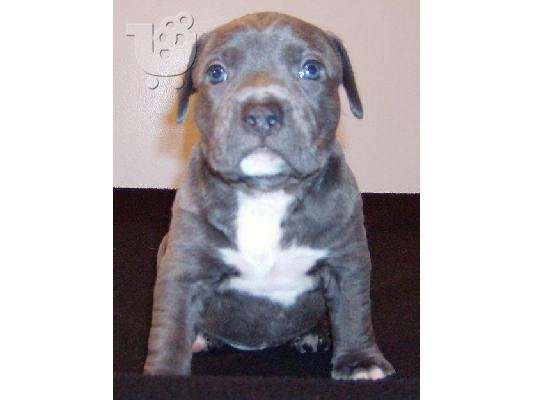 PITBULL